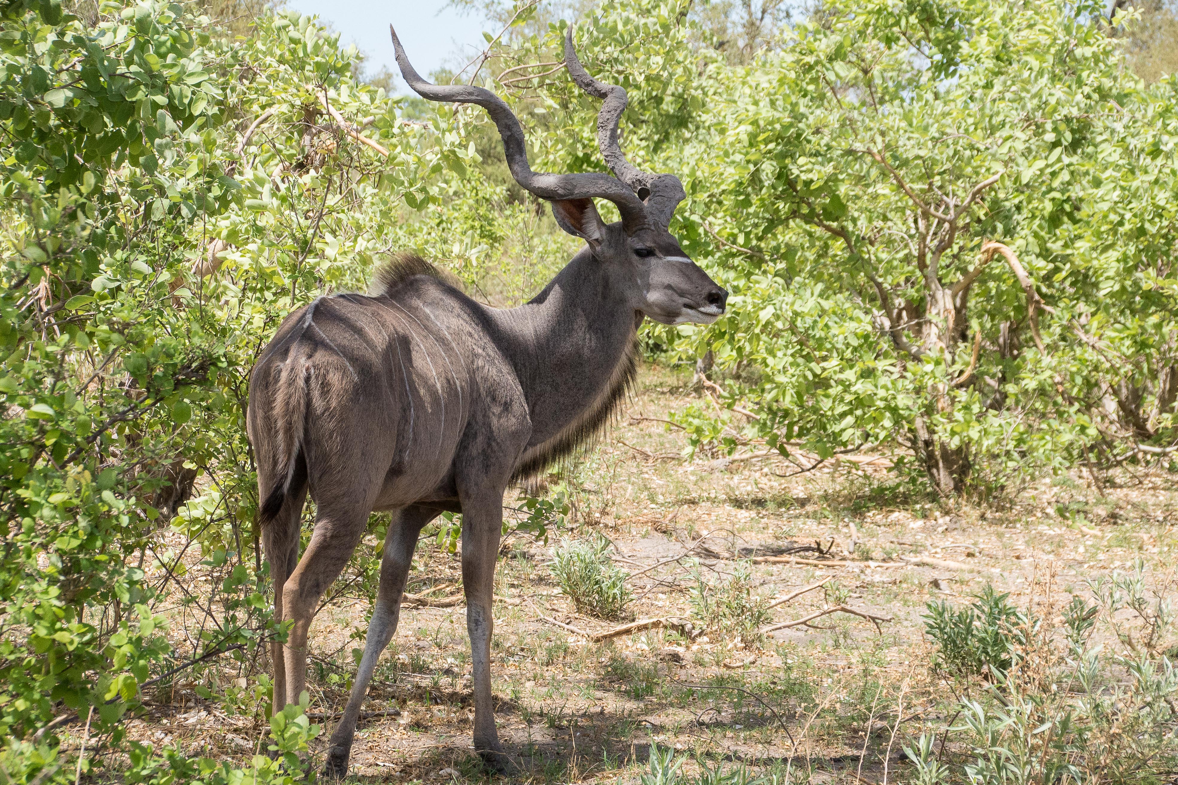 Grand koudou (Greater kudu, Tragelaphus strepsiceros), mâle adulte, Réserve de Kwando, Delta de l'Okavango, Botswana.